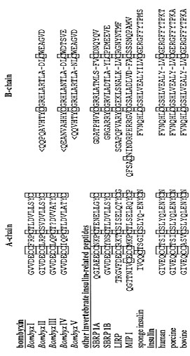 HOW INSULIN REGULATES INSECT GROWTH: THE EVIDENCE