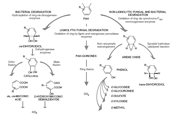 MICROBIAL METABOLISM OF POLYCYCLIC AROMATIC HYDROCARBONS (PAHs) : A Review