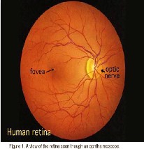 VASCULAR IMAGING AND SEGMENTATION WITH REFERENCE TO DIABETIC ...