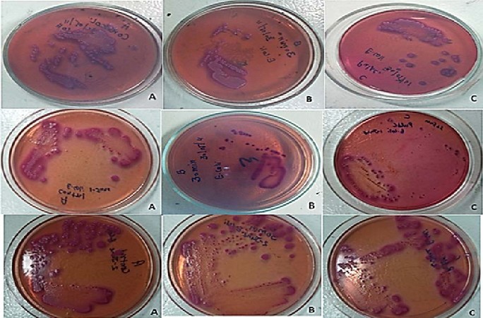 Visible Spectrum Role in Bacterial Inactivation through Continuous and ...